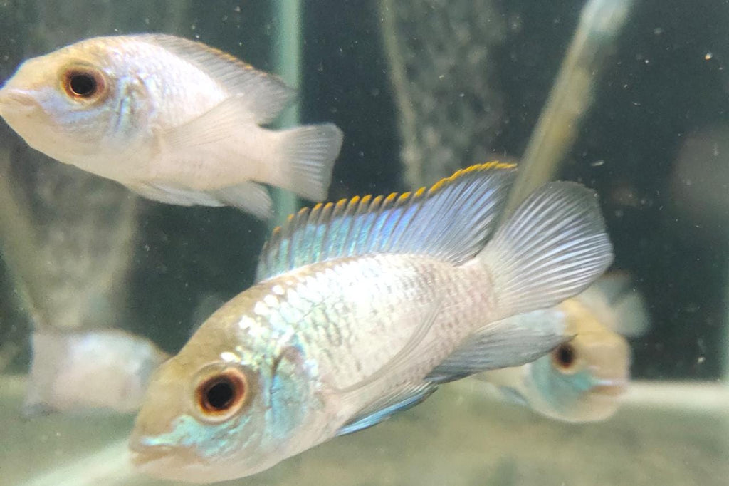 Electric Blue Acara