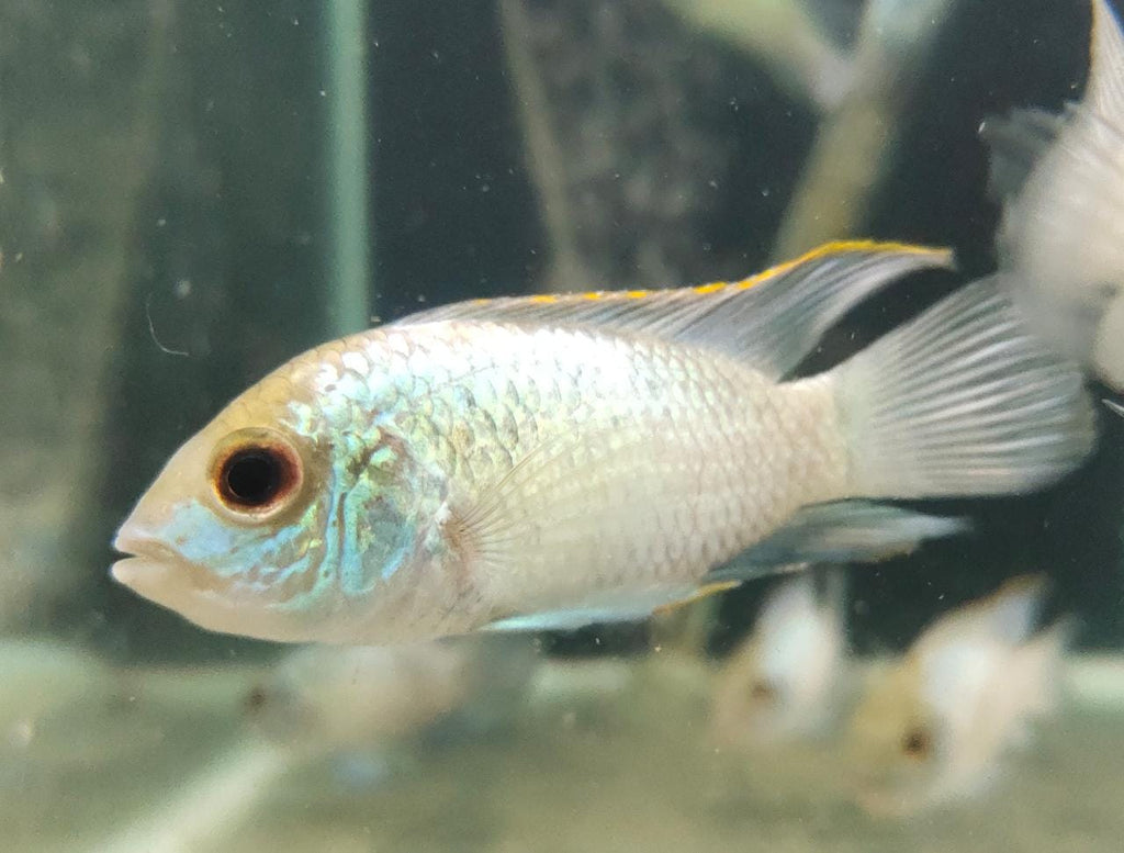 Electric Blue Acara