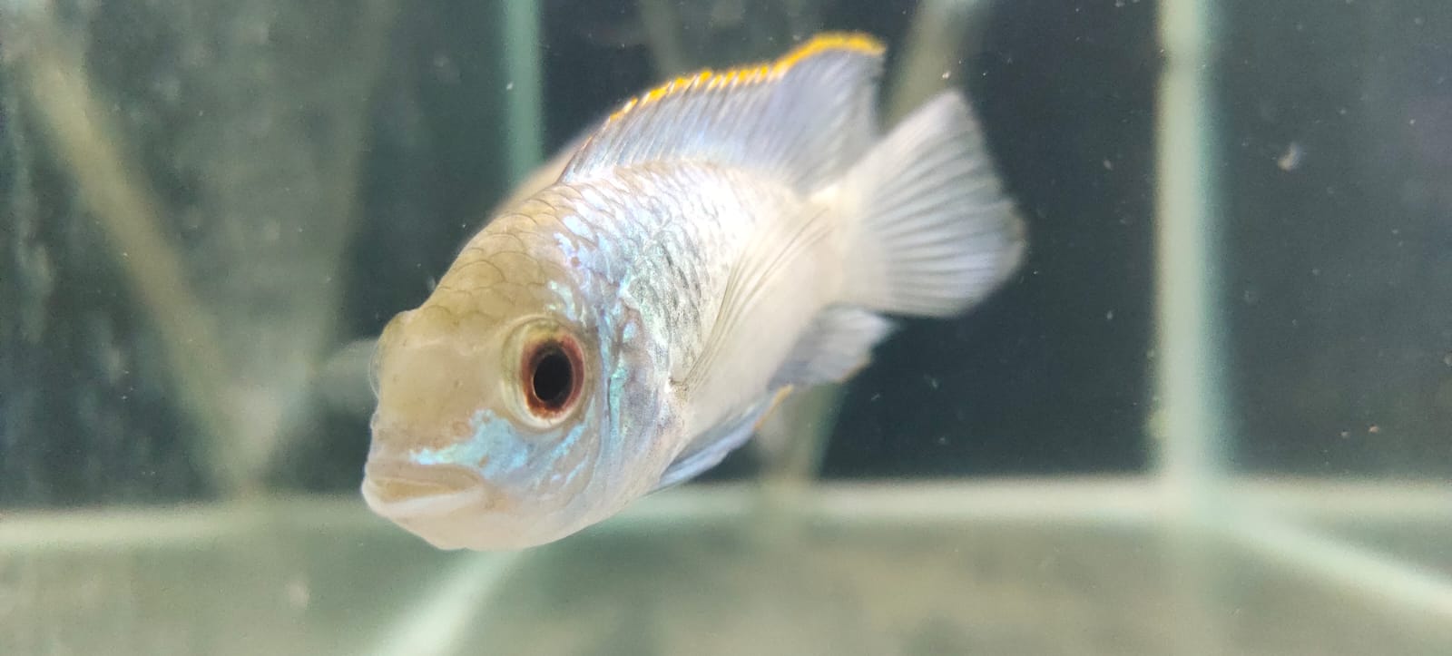 Electric Blue Acara
