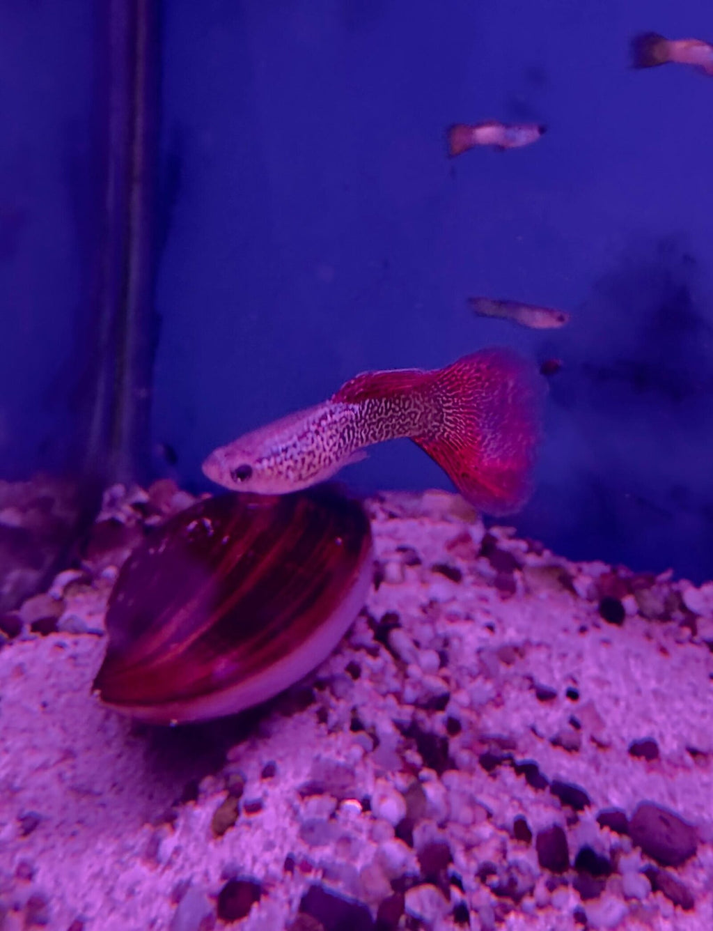 Red lace guppies (1)