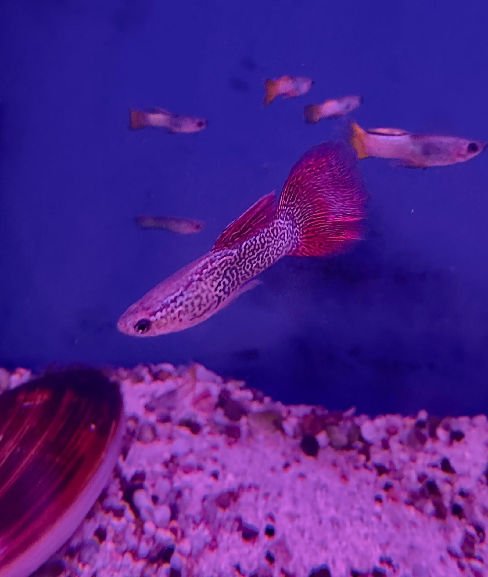 Red lace guppies (2)