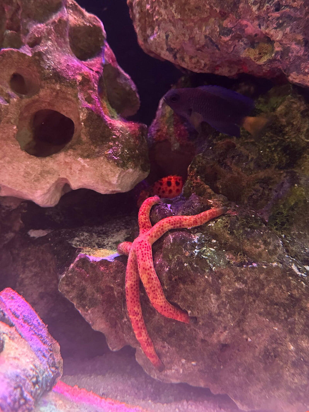 Multicolor Linckia Starfish