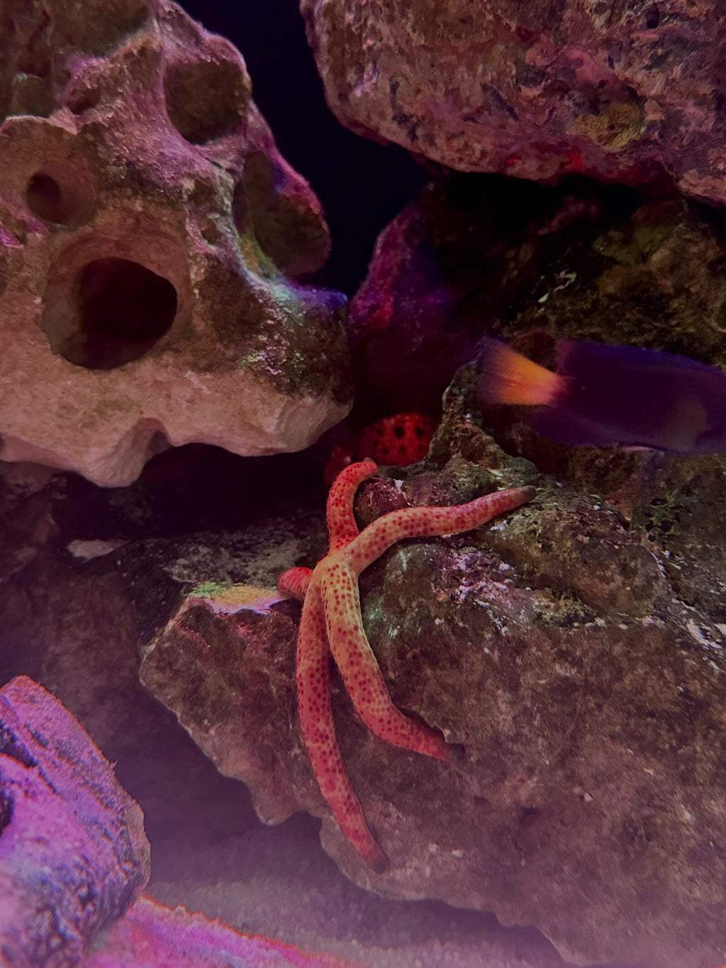 Multicolor Linckia Starfish_1