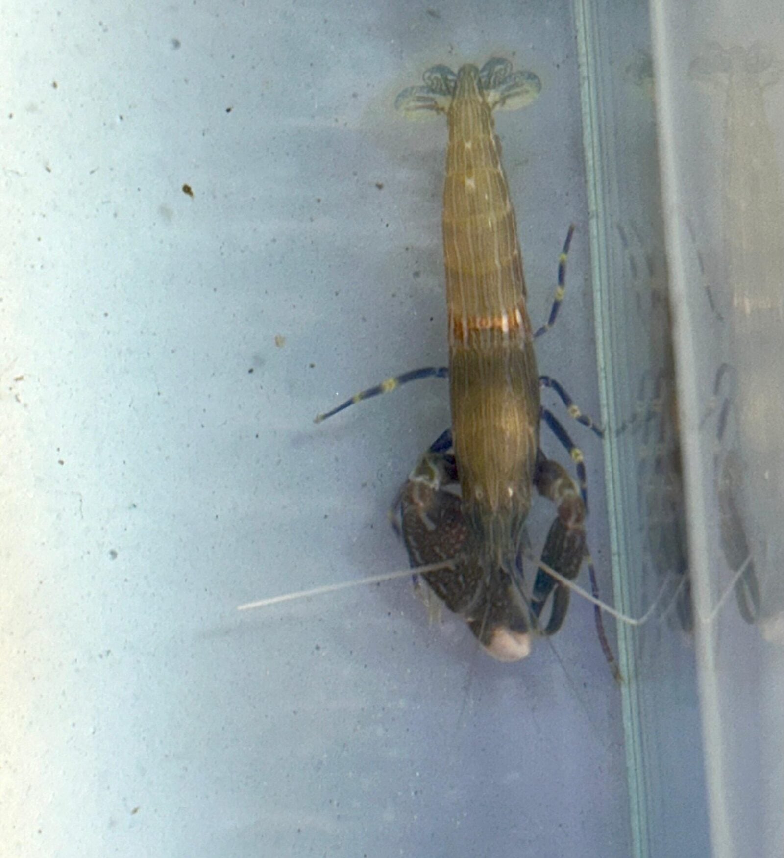 Blue Leg Pistol Shrimp