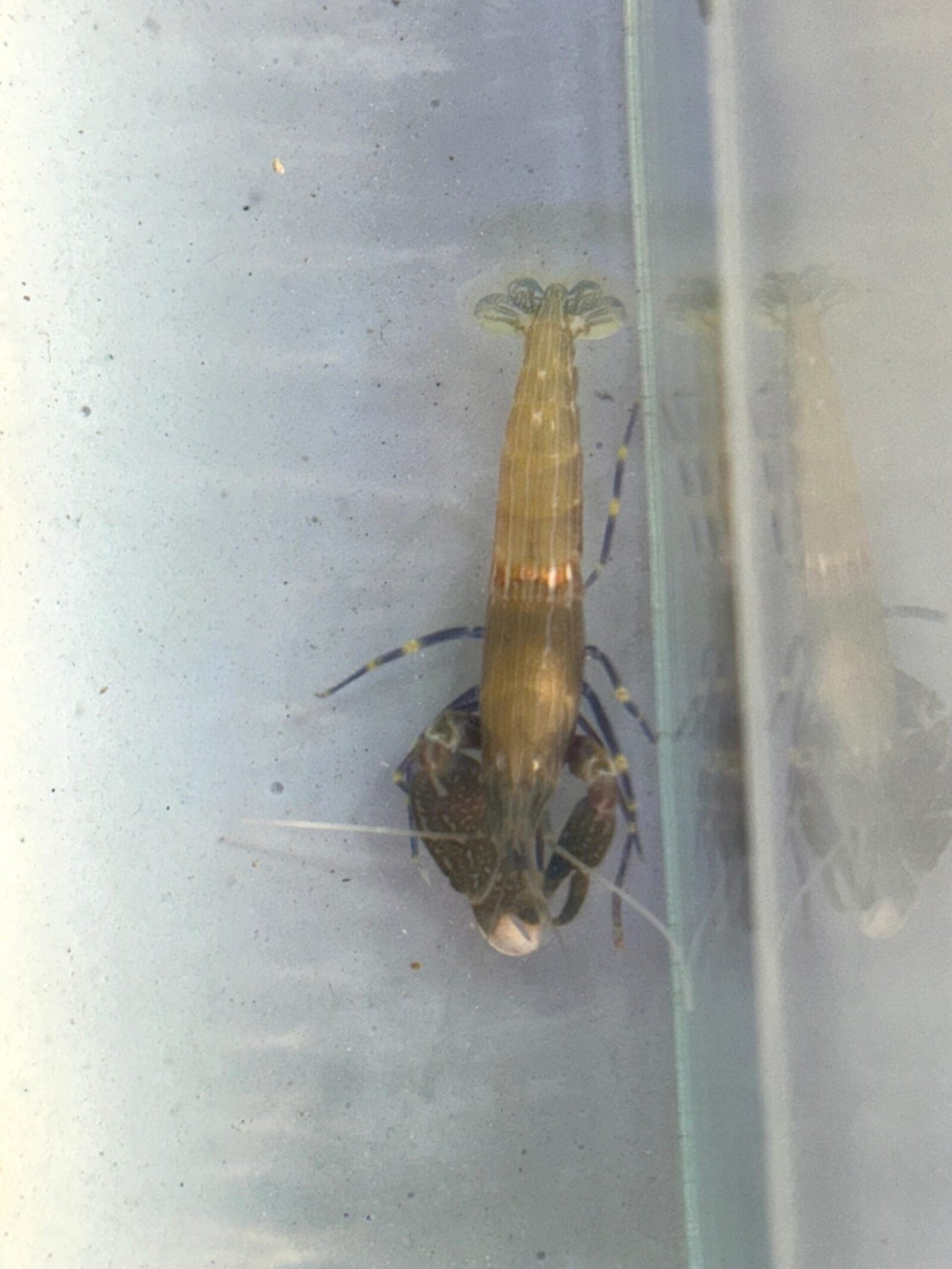 Blue Leg Pistol Shrimp_1
