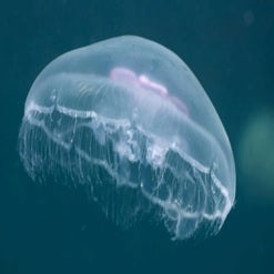 Jellyfish_main