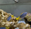 yellow damsel (1)