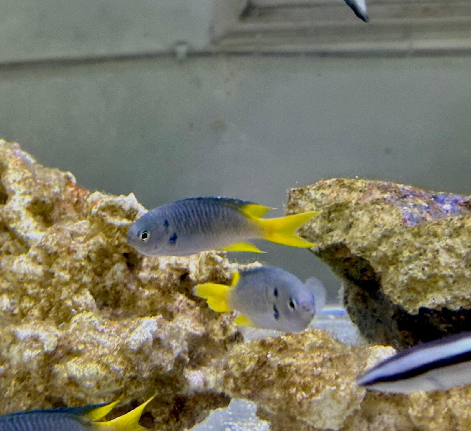 yellow damsel (2)