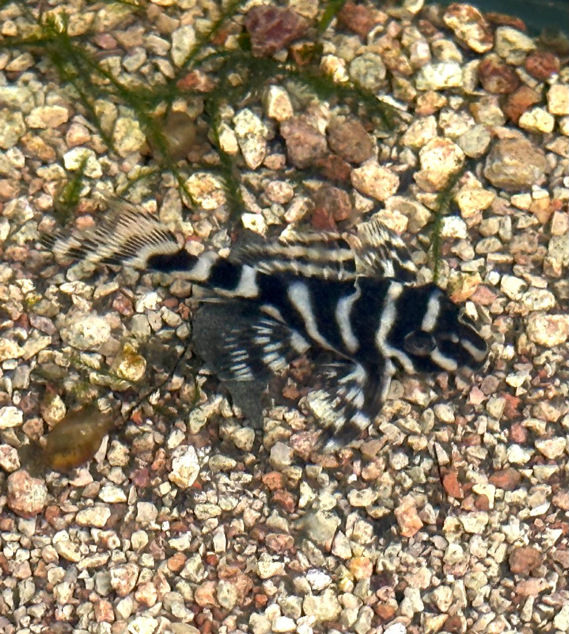 L333 (2)
