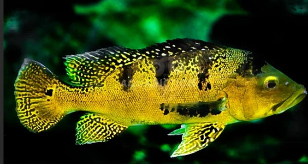 Cichla Kelberi Peacock Bass