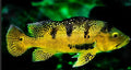Cichla Kelberi Peacock Bass