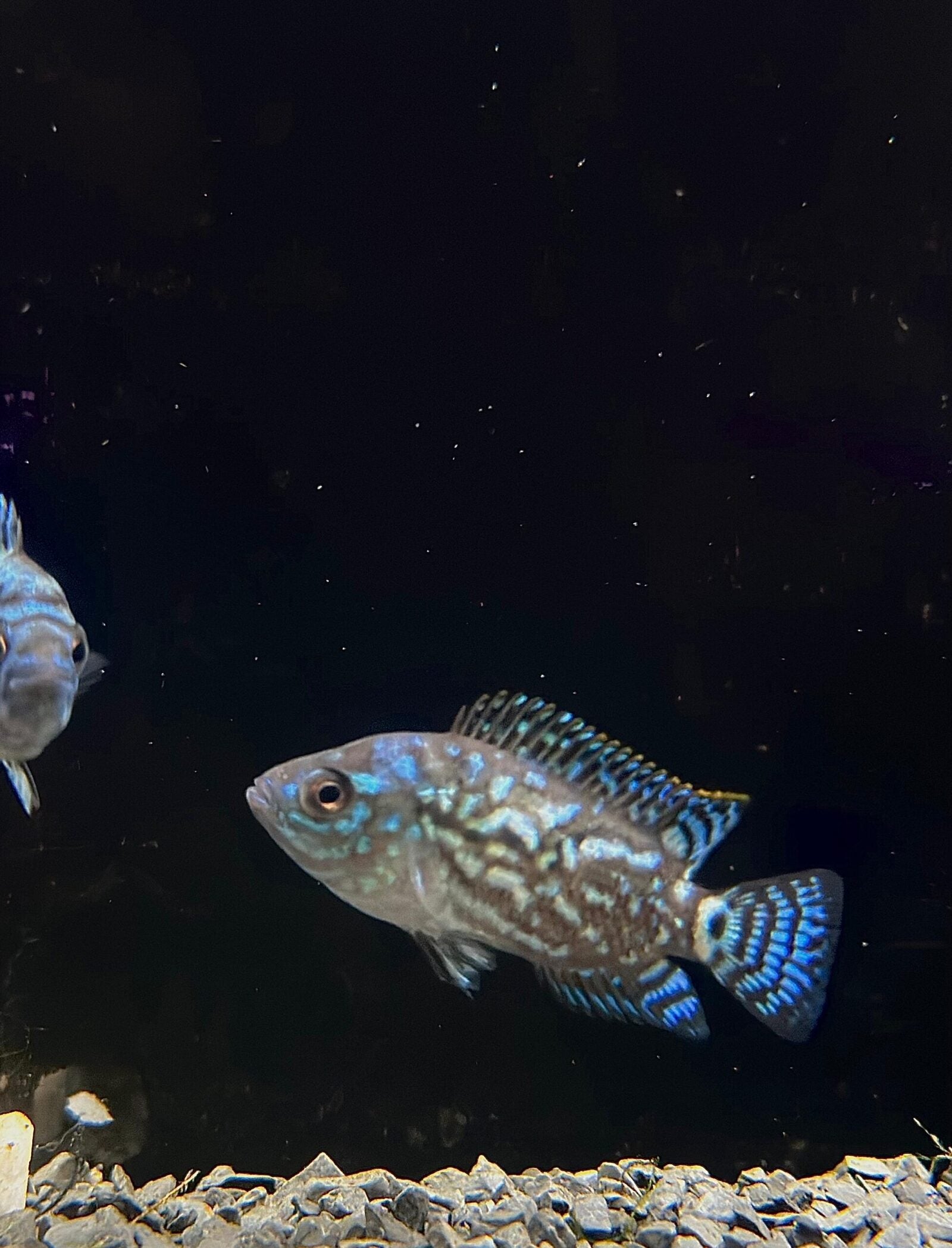 Blue jack Dempsey (1)