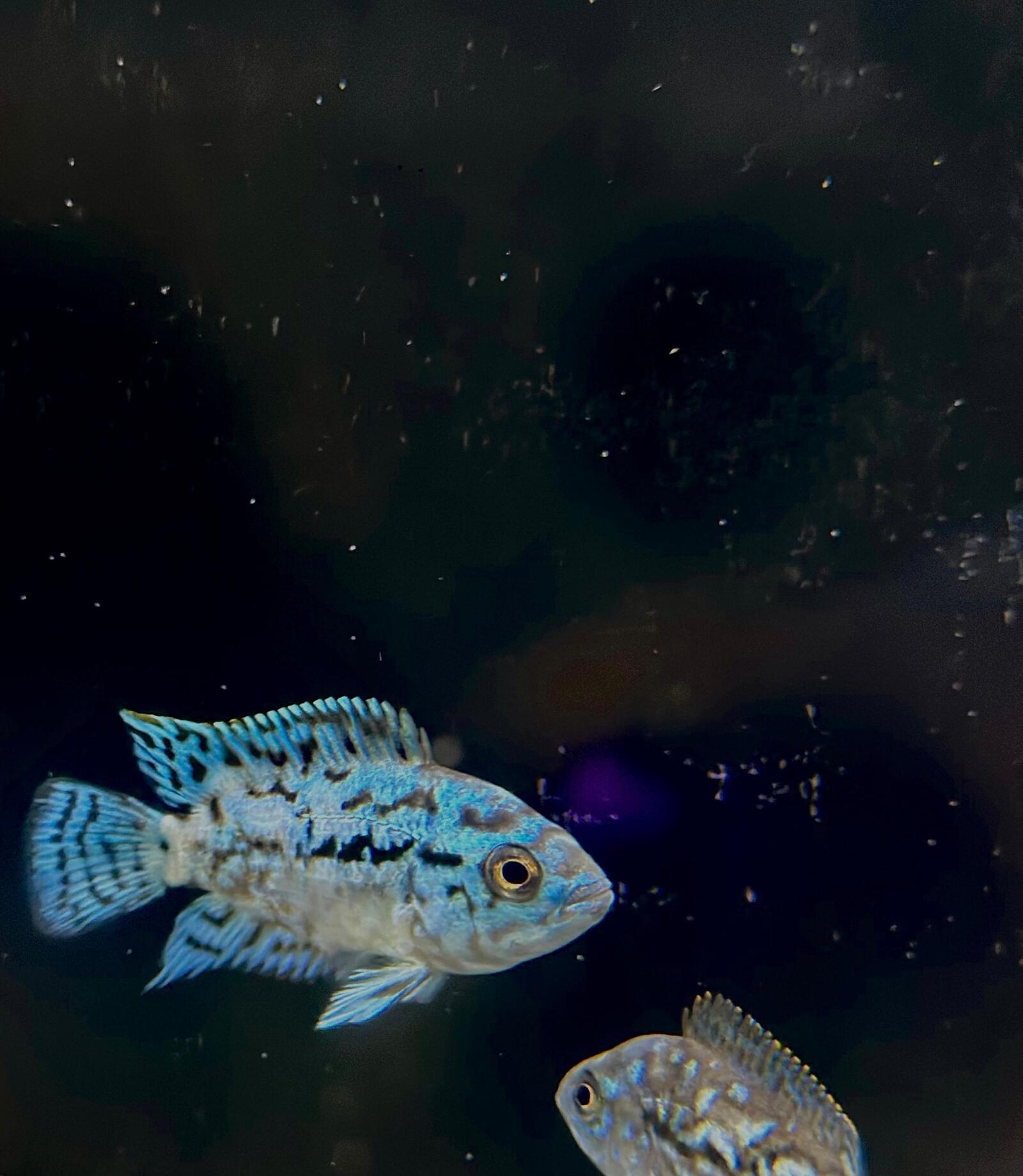 Blue jack Dempsey (2)