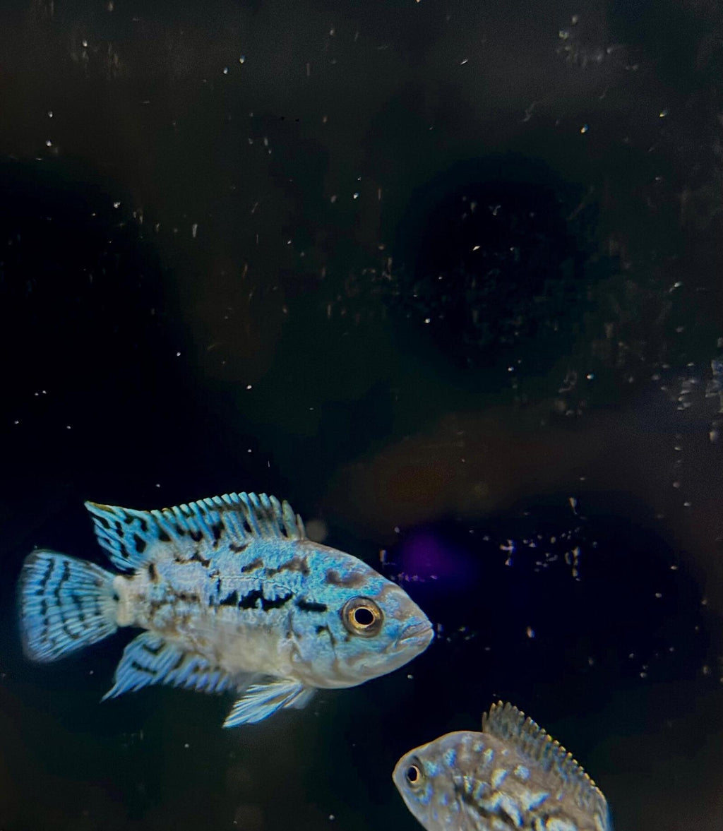 Blue jack Dempsey (2)