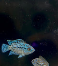 Blue jack Dempsey (2)
