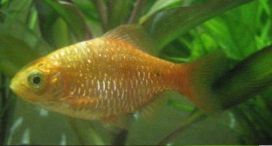 Cherry barb g