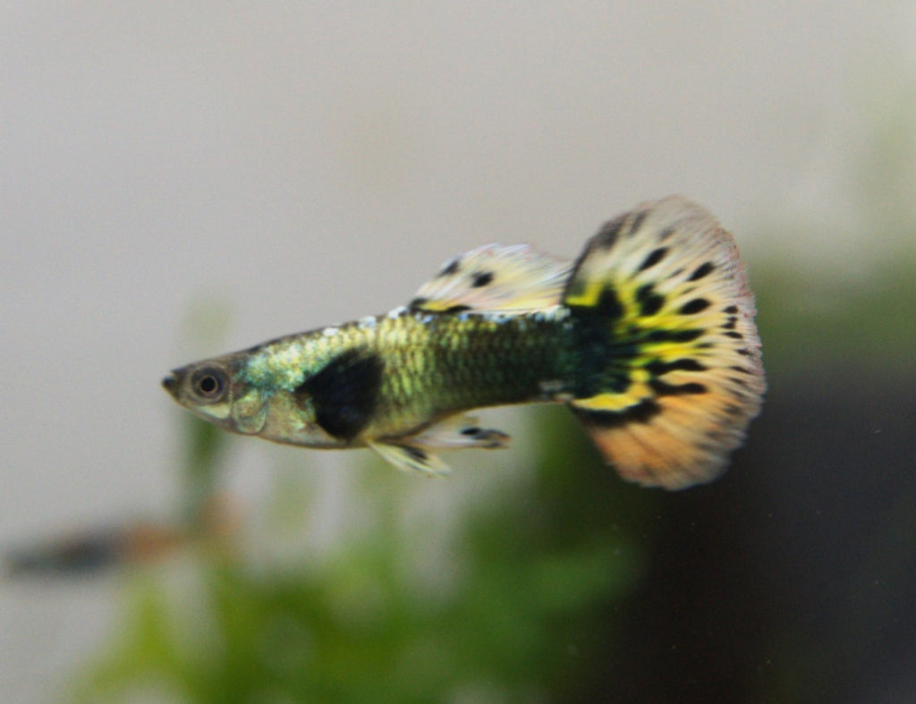 Yellow Mosaic Guppy Pair (1)