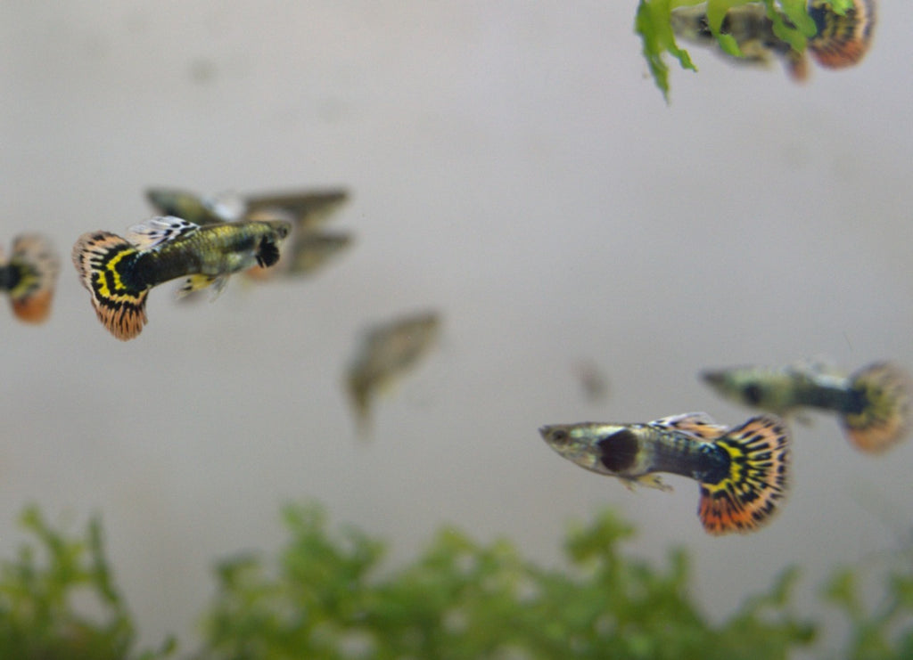 Yellow Mosaic Guppy Pair (2)