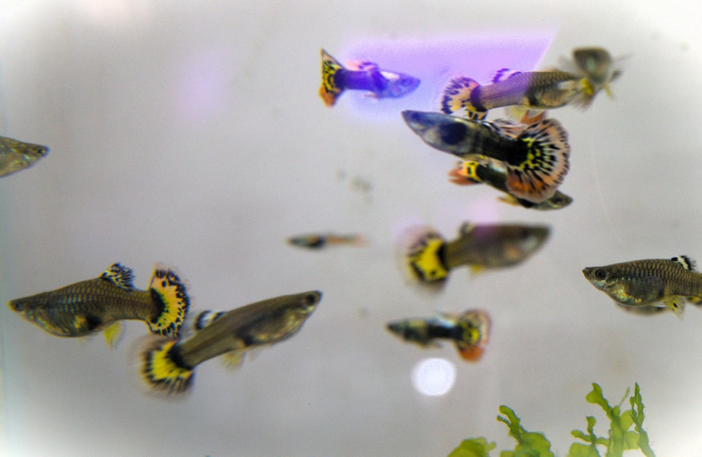 Yellow Mosaic Guppy Pair (3)