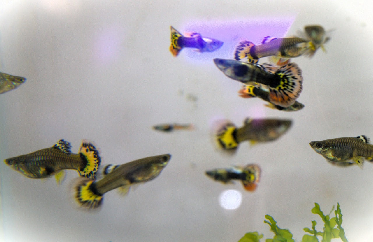 Yellow Mosaic Guppy Pair (3)