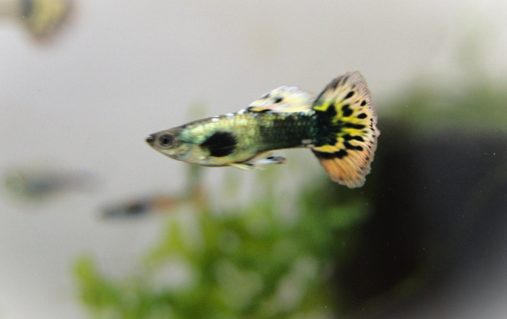 Yellow Mosaic Guppy Pair (4)