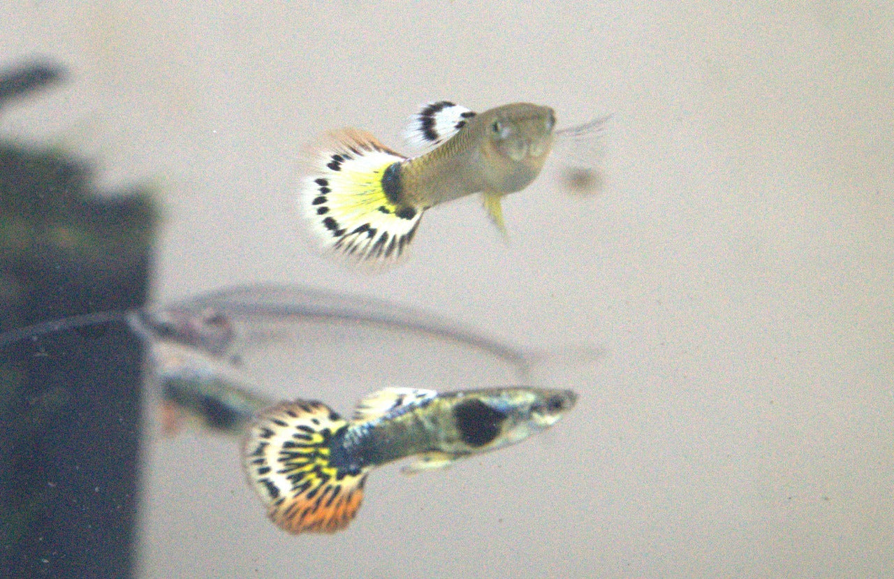 Yellow mosaic guppy