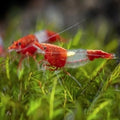 Red rili_main
