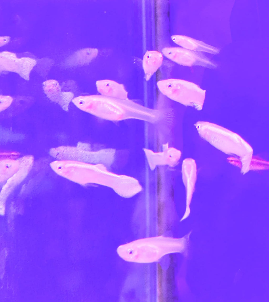 Sri Lankan White Guppy Pair (2)