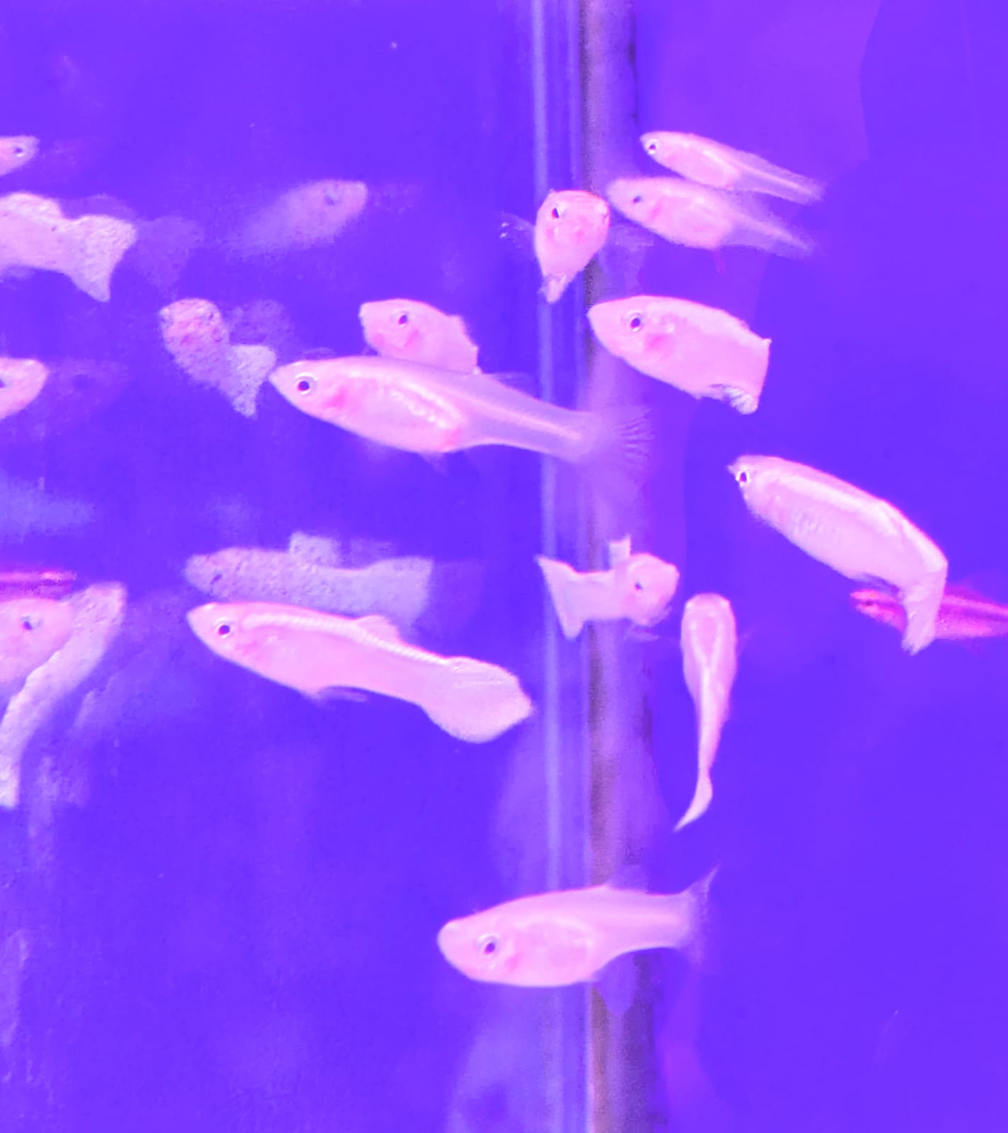 Sri Lankan White Guppy Pair (2)