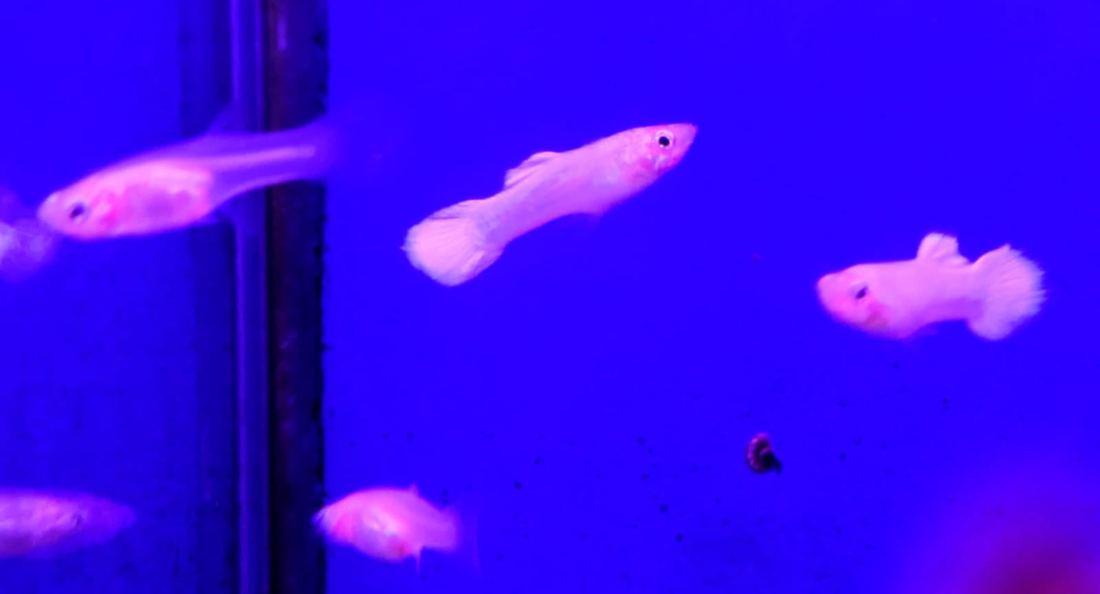 Sri Lankan White Guppy Pair (3)