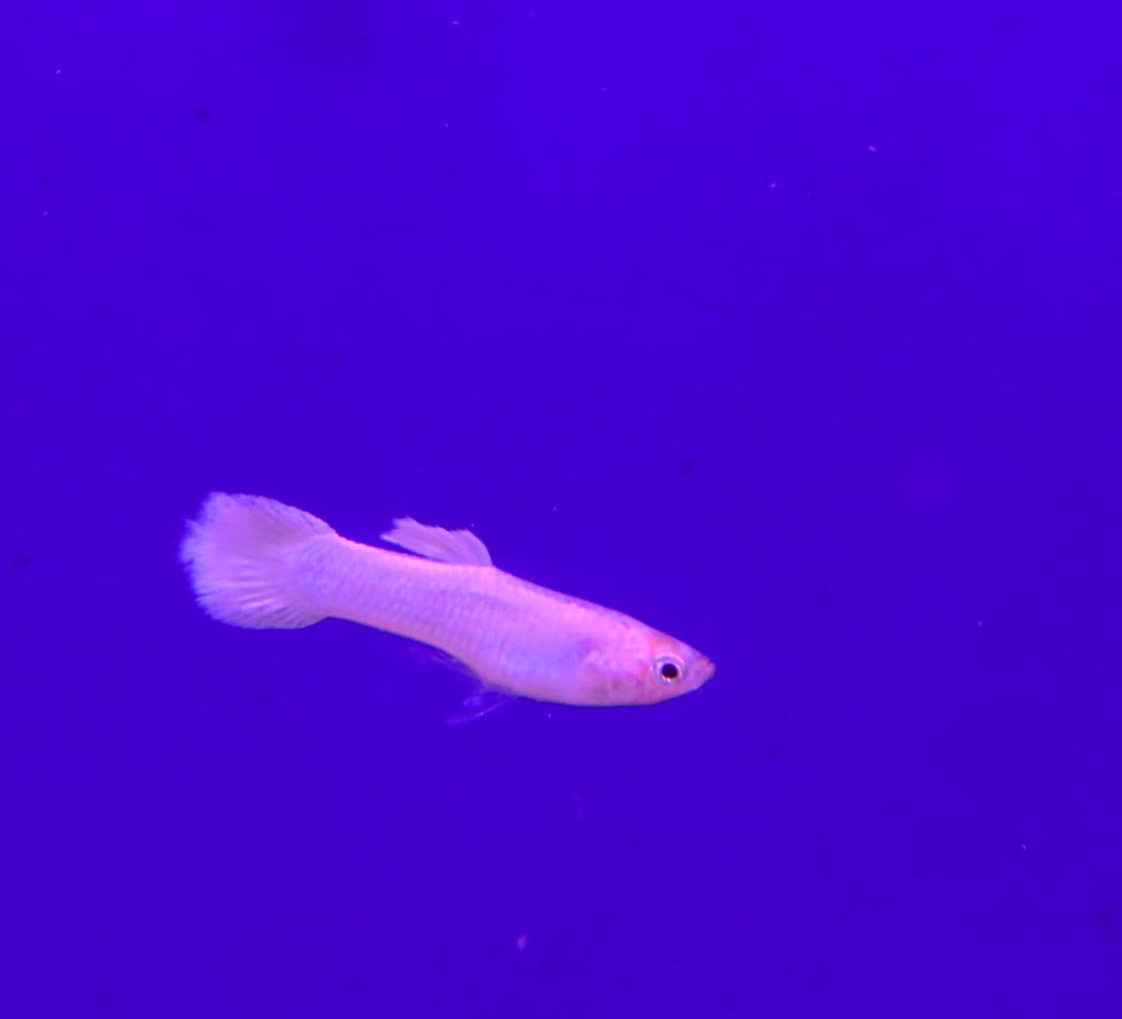 Sri Lankan White Guppy Pair (4)