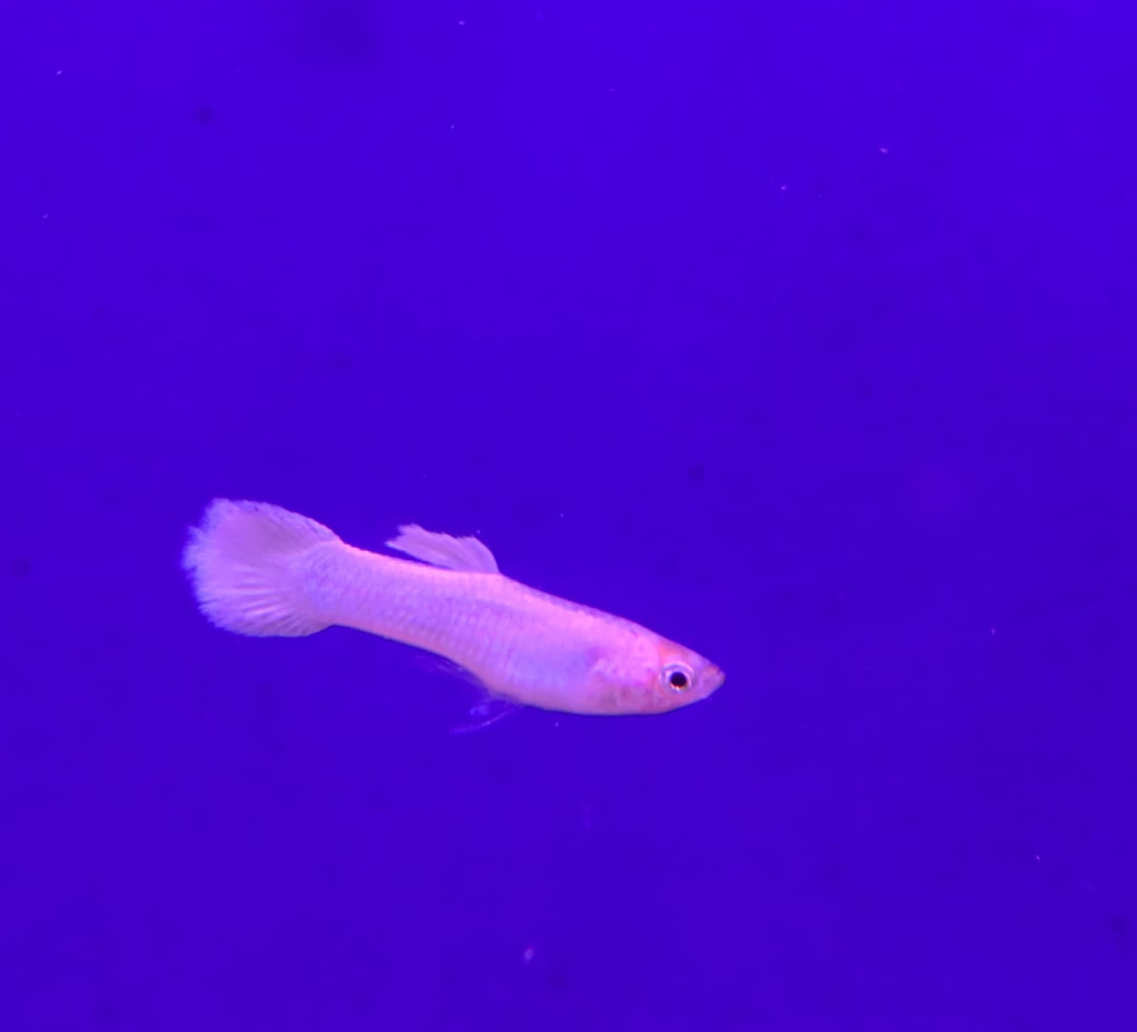 Sri Lankan White Guppy Pair (4)