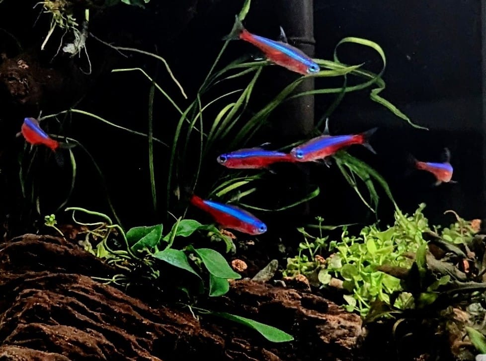 Cardinal tetra