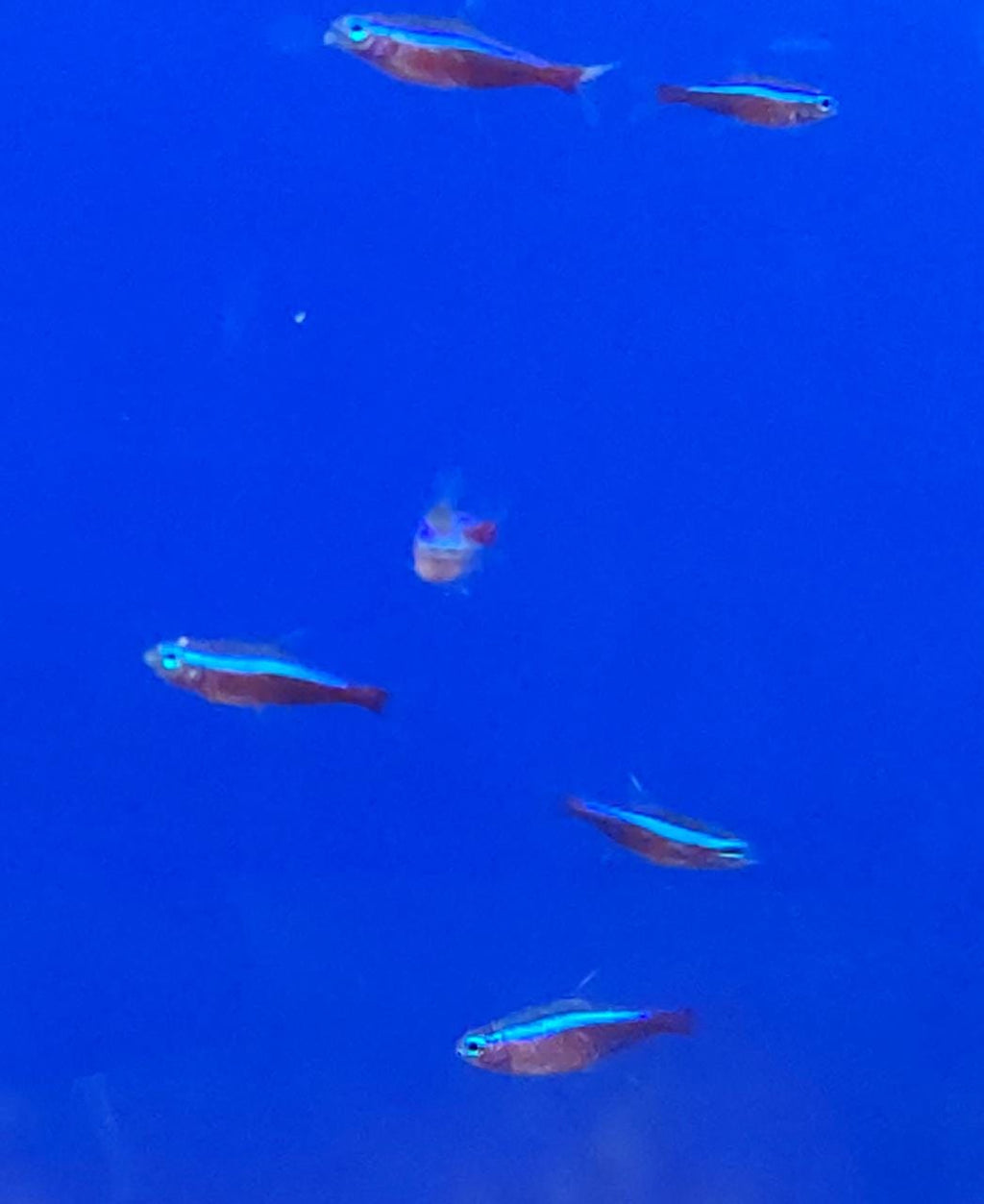Cardinal Tetra