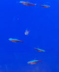Cardinal Tetra
