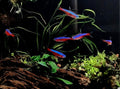 Cardinal tetra