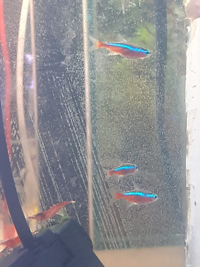 Cardinal Tetra XL