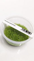 Uticularia-Graminifolia-2