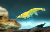 Fire Yellow Shrimp