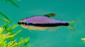 Blue Emperor Tetra