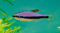 Blue Emperor Tetra