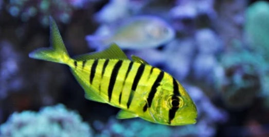 golden trevaally