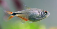 Buenos Aires Tetra