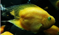 Yellow Heart Parrot