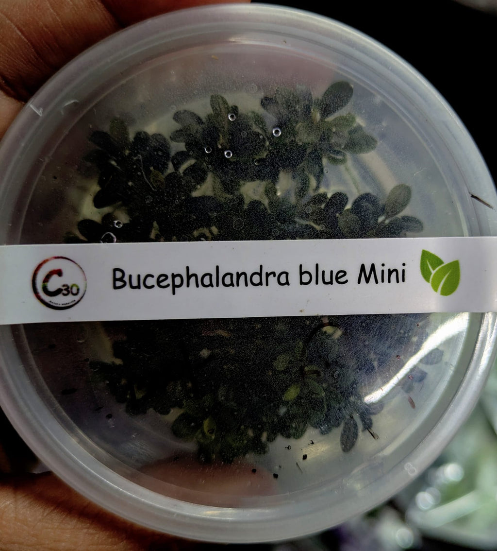 Buce mini blue