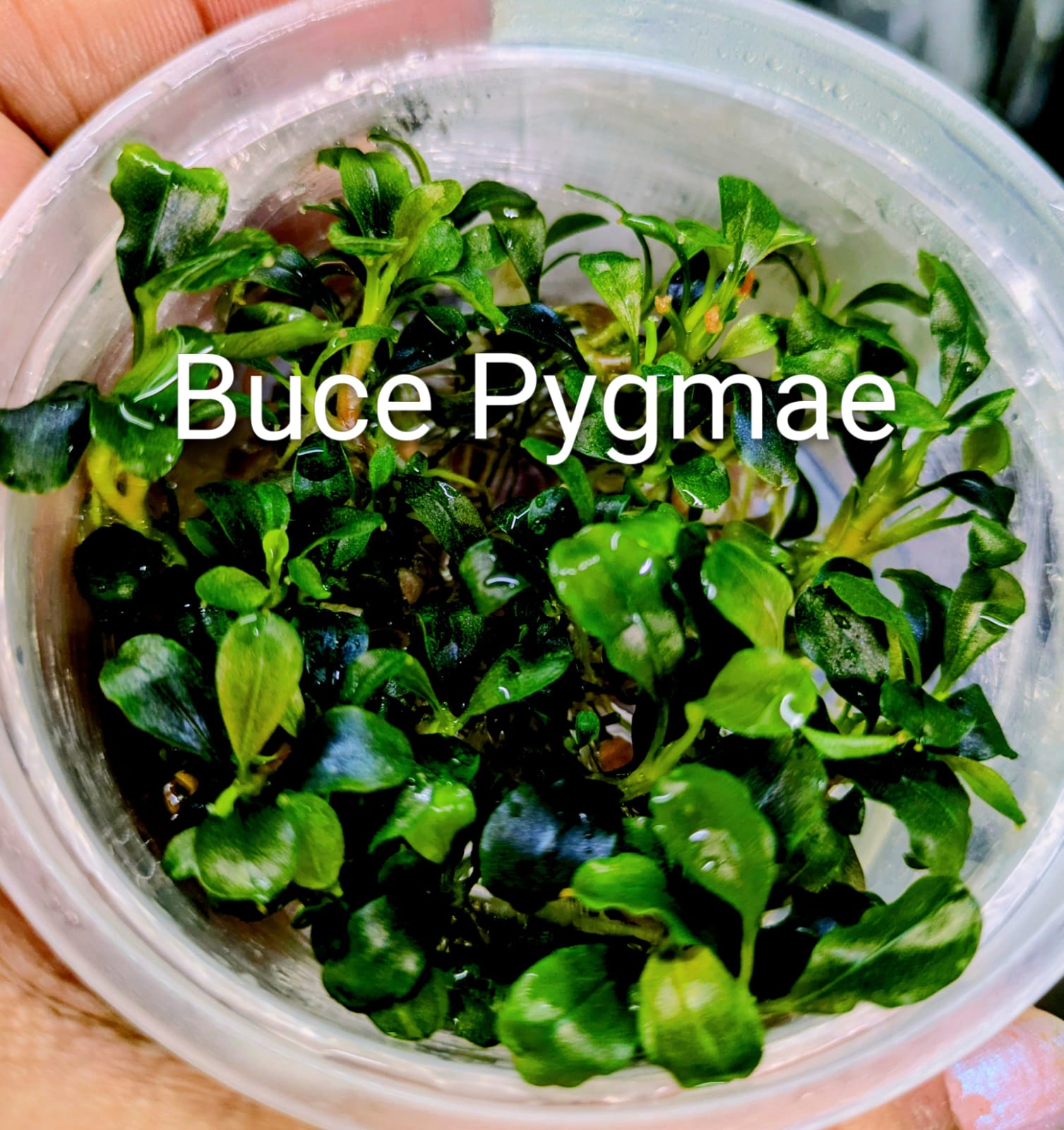 Buce pygmae (1)