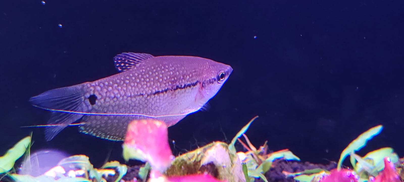 pearl gourami