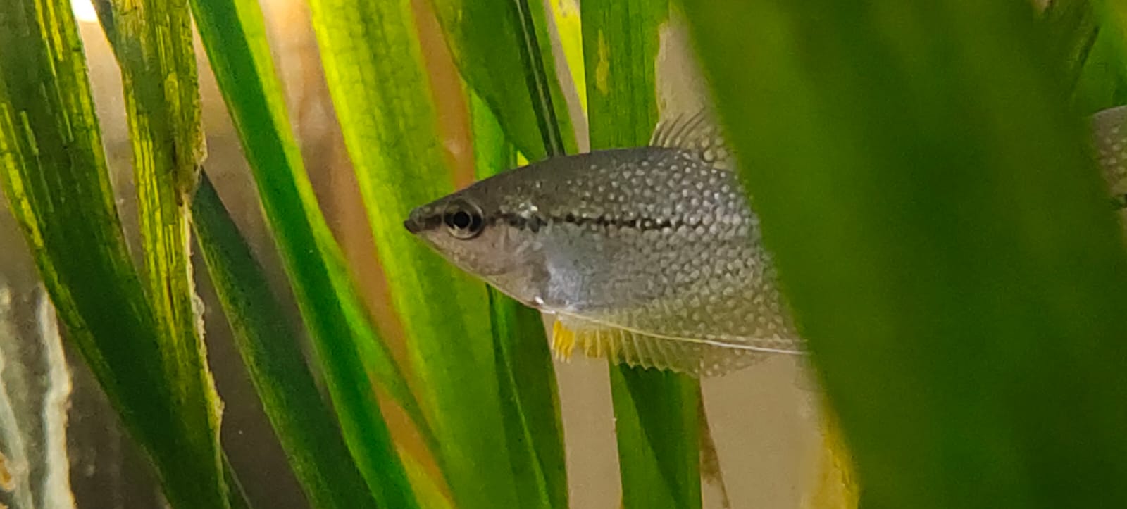 Pearl Gourami