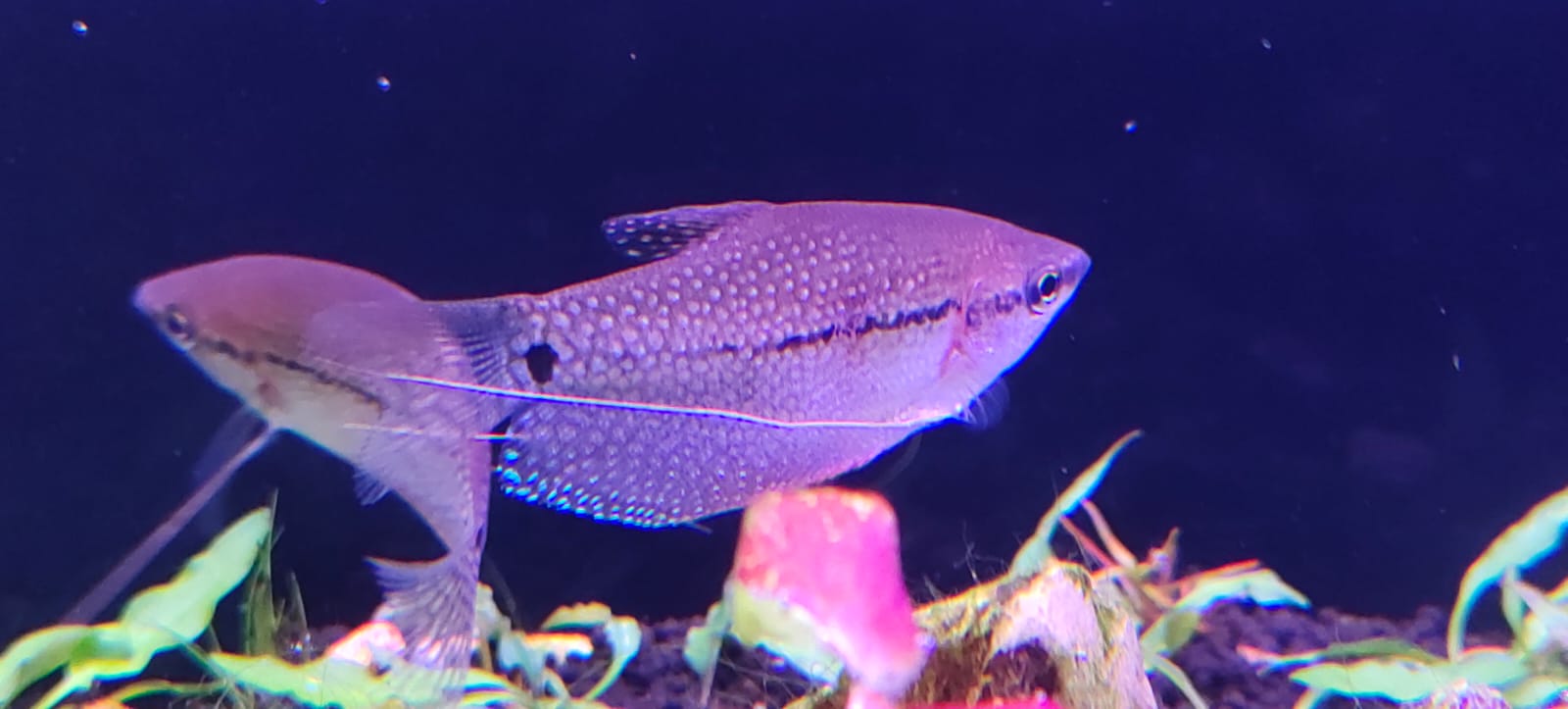 pearl gourami
