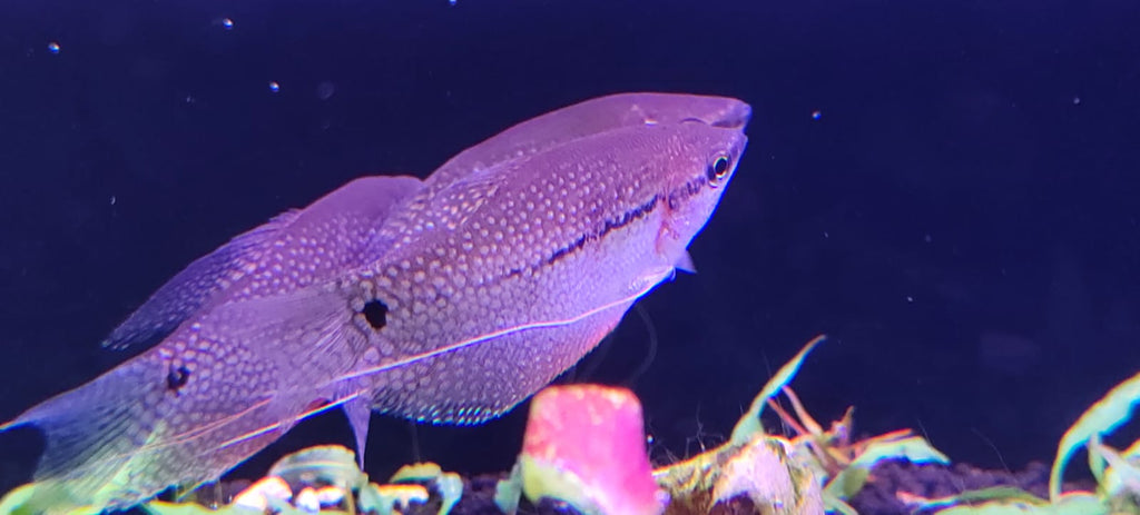 pearl gourami